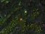 Starcraft 2: Heart of the Swarm im Test: In unserem Test-Tagebuch schildern wir euch unsere Erfahrungen mit der Strategie-Erweiterung von Blizzard. (4)