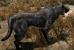 Das Fell der Tiere in Skyrim wirkt dank dieser Mod deutlich flauschiger.