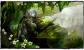 Die Sylvari tauchten ihrerseits einfach aus einem Baum auf.