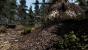 Trotz der Größe von Skyrim haben die Entwickler an viele Details gedacht. An manchen Baumstämmen erkennt man etwa Ameisenkolonnen, Bienen und Schmetterlinge lassen sich gar im Flug fangen. - Bild stammt aus der Xbox 360-Version von The Elder Scrolls 5: Skyrim.