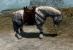 Skyrim-Mod: Alternate_Saddle.