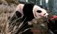 Skyrim-Mod: Panda Bears.