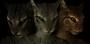 Mit dieser Mod sehen eure Khajiits in Skyrim gleich deutlich besser aus.