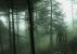 Beim kostenlosen Survival-Horror-Game <strong>Slender</strong> sind gute Nerven gefragt. Mit simplen Mitteln sorgt Entwickler Parsec Productions für einige böse Schock-Momente. Grusel-Freunde sollten sich diesen Indie-Titel unter keinen Umständen entgehen lassen. 