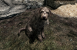 In The Elder Scrolls 5: Skyrim geht es besonders tierisch zu. Hier haben wir die Wahl zwischen gleich drei sabbernden Fellknäulen. Da wäre Meeko, dessen Herrschen gestorben ist, Vigilance den man in Markarth käuflich erwerben kann und Barbas, der sprechende Jagdhund, der eigentlich mehr übernatürliche Kreatur ist. Großer Nachteil der vierbeinigen Begleiter: das Schleichen könnt ihr euch Schenken.