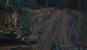 Bloodborne Boss - Vikarin Amelia