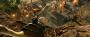 Warcraft: The Beginning