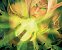 World of Warcraft bekommt cozy Merch zum Housing-Feature (1)