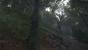 Kingdom Come: Deliverance, Beta - Unterwegs beim Waldspaziergang