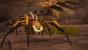 Patch 7.1 für World of Warcraft erscheint am 26. Oktober. (4)