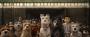 Szenenbild aus "Isle of Dogs - Ataris Reise" (2018) - Atari steht in einer Gruppe von Hunden