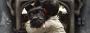 Isle of Dogs - Ataris Reise (Abenteuer, Animation); Kinostart: 10. Mai