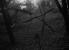 Szenenbild aus "Blair Witch Project"