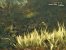 Wer findet Snake? Metal Gear Solid 3: Snake Eater (2004) ist für viele Fans der beste Serienteil.&nbsp;