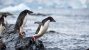 ... „Pinguine“ ... <br> &nbsp;