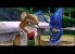 Star Fox Adventures