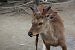 Boop! Die Rehe in Nara sind Menschen völlig gewohnt und verneigen sich sogar, wenn ihr euch verneigt - eigentlich erwarten sie aber einen der käuflichen Reh-Kekse. Diese enthalten nur Inhaltsstoffe, die für die Tierchen in Ordnung sind.