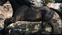Der erste Blick auf Ciris Pferd namens Kelpie aus der Tech-Demo von Witcher 4 ist wirklich beeindruckend. Besonders spannend ist allerdings die Interaktion zwischen den beiden.